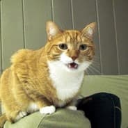 Just a Cat