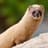 weasel