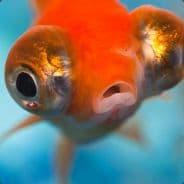 Glufish