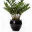 Suicidal Plant