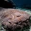 Tasselled Wobbegong