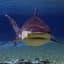 Bullshark99