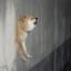 Wall Doge