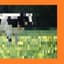 The Orange Cow of Sin