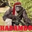 Harambo