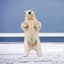 Polar-Bear