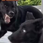 He Did Bite