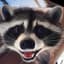 Raccoon