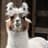 A Llama