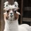 A Llama