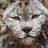 Lynx