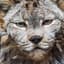 Lynx
