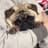 pug