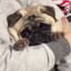 pug