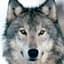 a real wolf