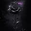 Black Rose