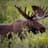 Moose