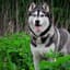 HuskyDread