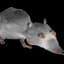 Rat VII