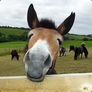 ^4[SH]^8Mule