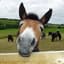 ^4[SH]^8Mule