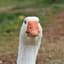 Goose