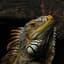 Creepy Iguana