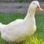 PrivilegedDuckBoy