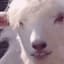 Beefed Lamb