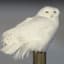 SnowyOwl