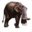Platybelodon {TP}