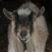 ☂(Sir) The Goatλ