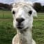 a very nice alpaca