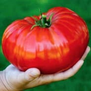Tomato_Trafiking