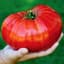 Tomato_Trafiking