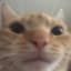 cat off a bean