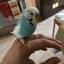 birdistheway