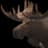 Moose
