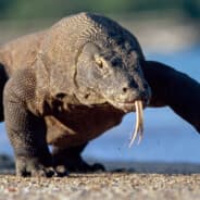 Komodo King