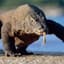 Komodo King