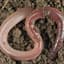 Worm