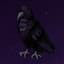 Raven