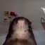 El_raton