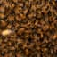 10,000 bees