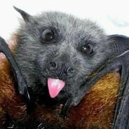 bat