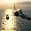 id777falcon