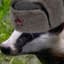 Soviet Badger