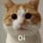 Oi cat