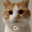 Oi cat
