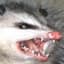 Rottentouch
